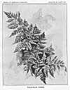 PLATE XXI<br> PALA-PALAI FERNS