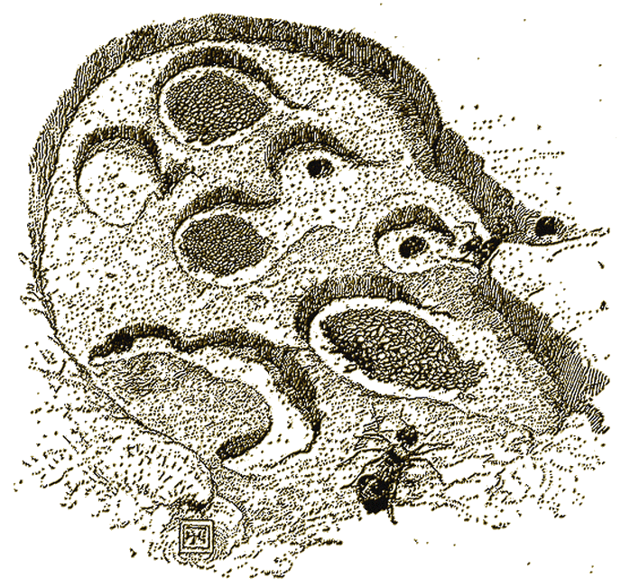 Illustration