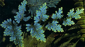 Fern Leaves