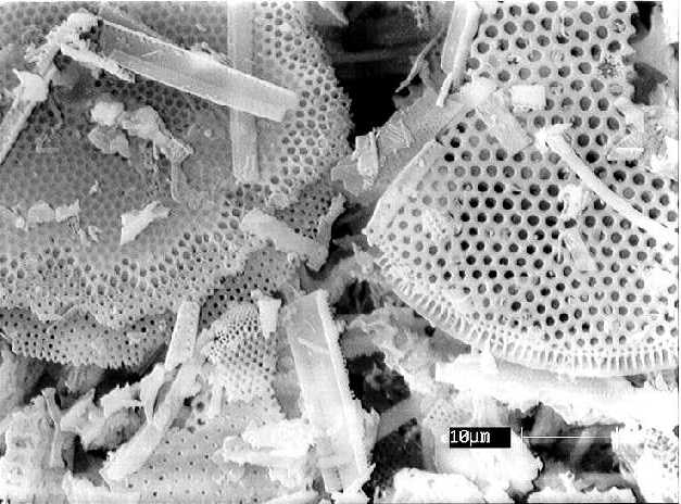 Sample 3: Diatomaceous Earth