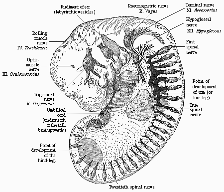 Human embryo of the fourth week (twenty-six days old).