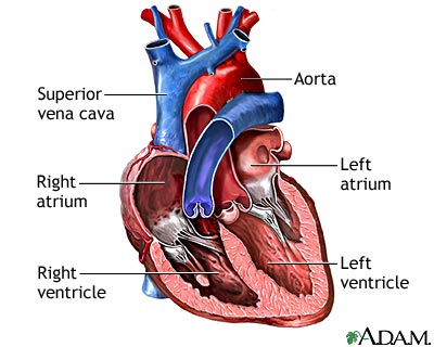 Heart chambers